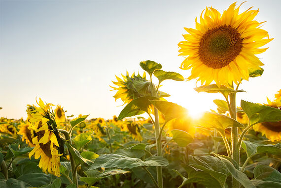 Pour un avenir durable